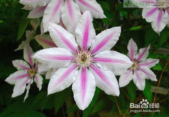 铁线莲的养殖方法之必备宝典