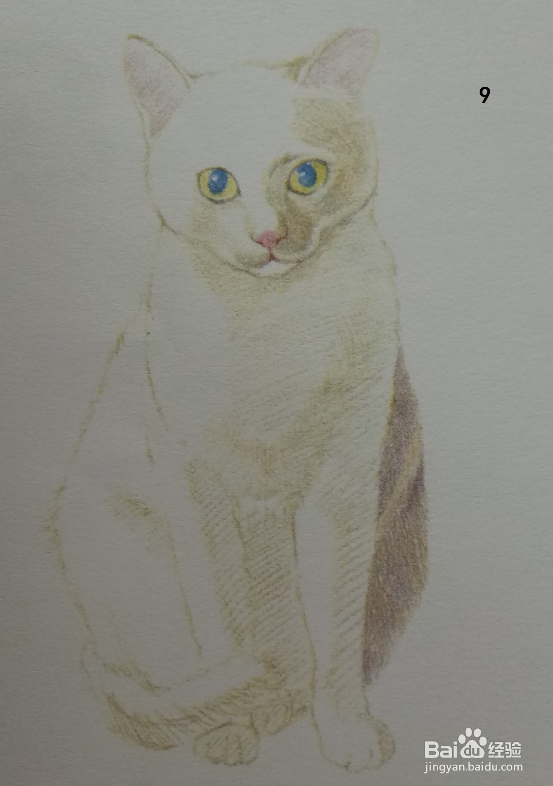 色铅笔画浅黄色小猫咪(素描进阶)