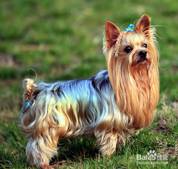 学宠物美容师能拿高薪吗