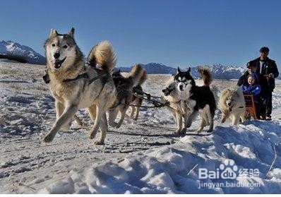 #过年#春节期间去雪场玩哪些项目