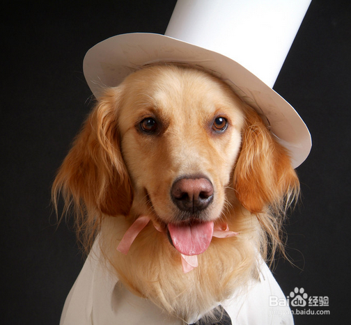 学宠物美容之后开店怎么样