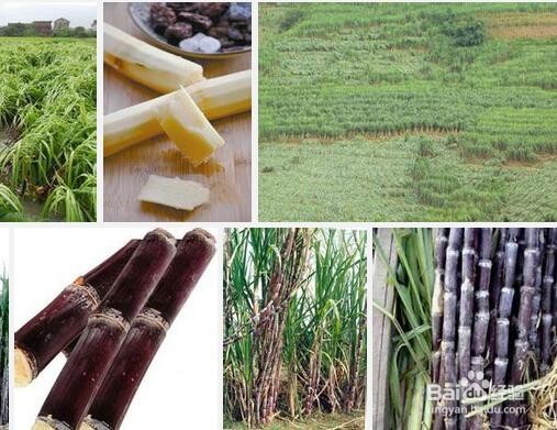 什么样的水果适合春天吃