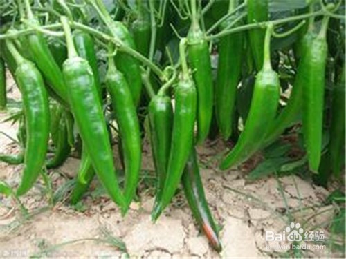 提高记忆力的食物？