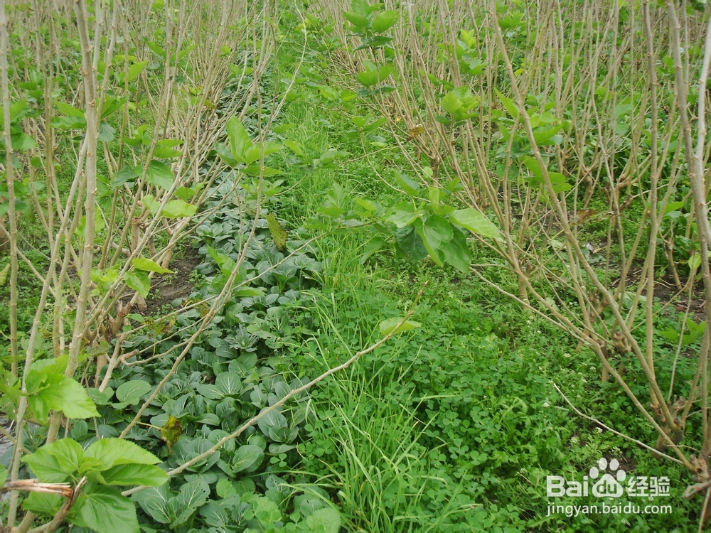 养生汤－女人最爱的素汤