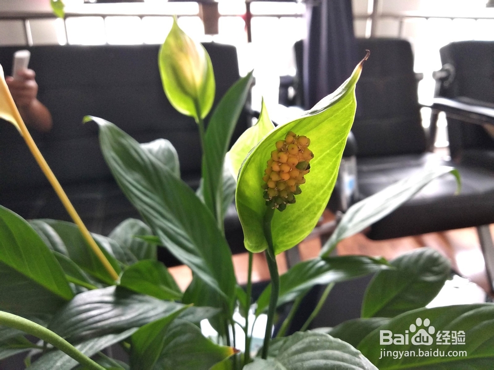 一帆风顺（白掌）开花后花变绿变黄要怎么办？