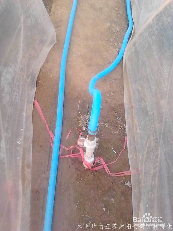 盆栽月季花基地的培育全过程