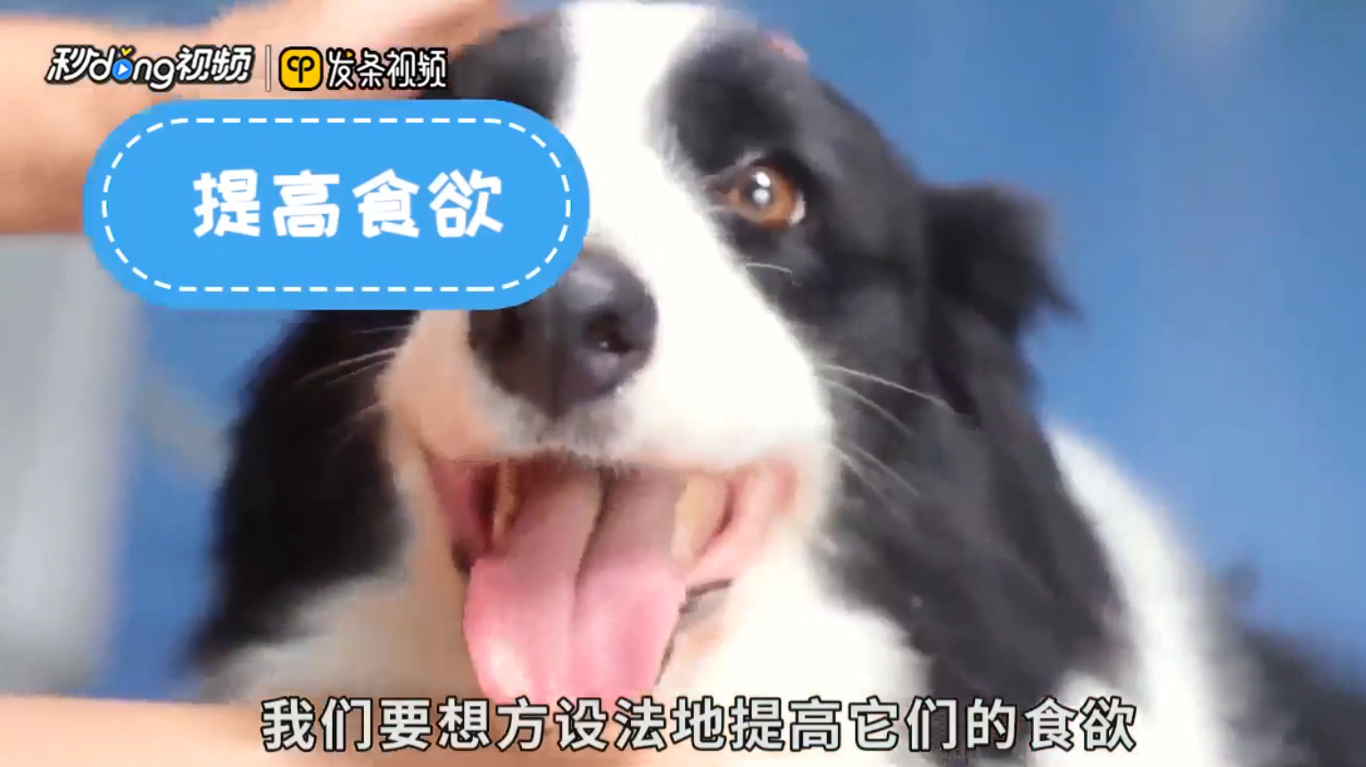 如何让狗狗长胖