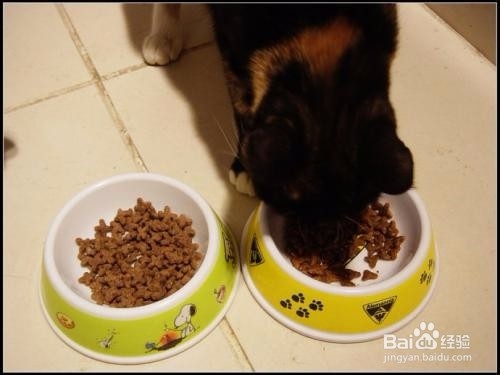 怎么辨别猫粮变质了