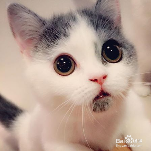 在照顾猫咪的时候需要注意哪些？