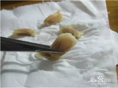 迷你柚子盆栽制作