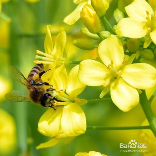 油菜花冬季会开花吗