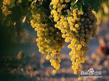 水果究竟要不要带皮吃