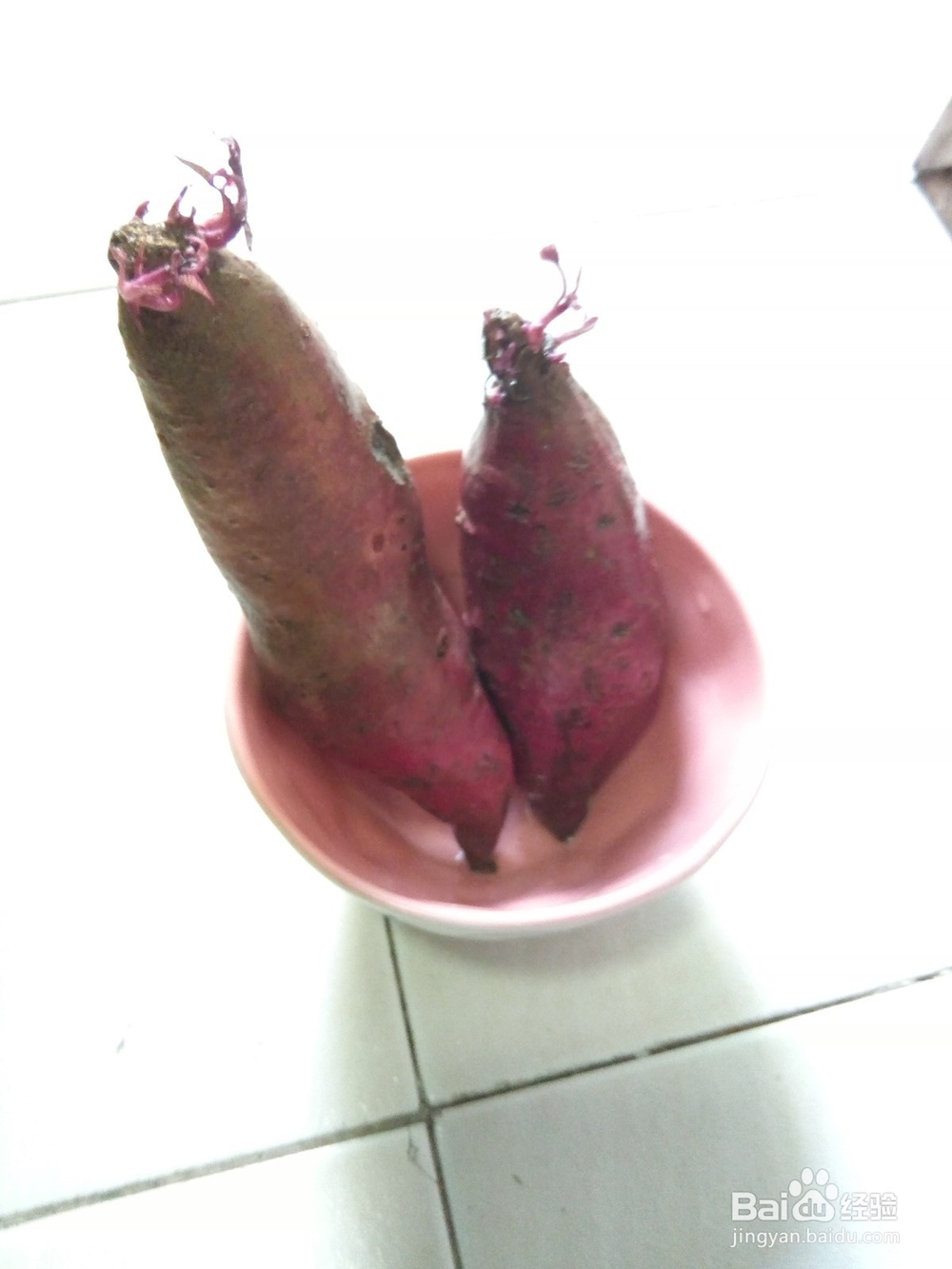 红薯水培方法