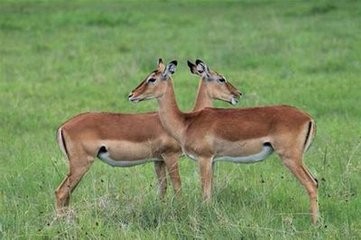 苹果7手机拍照技巧