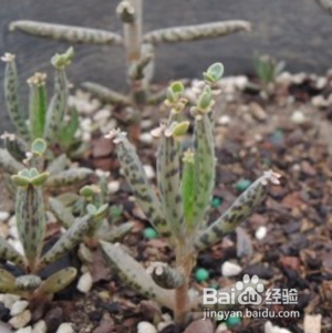 棒叶不死鸟怎么养