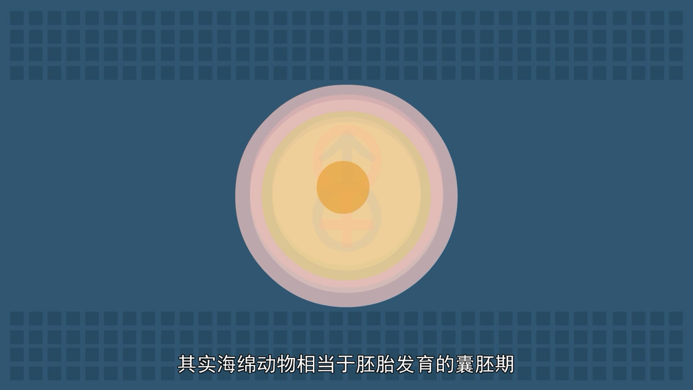 海绵动物为什么是动物进化史上的盲端