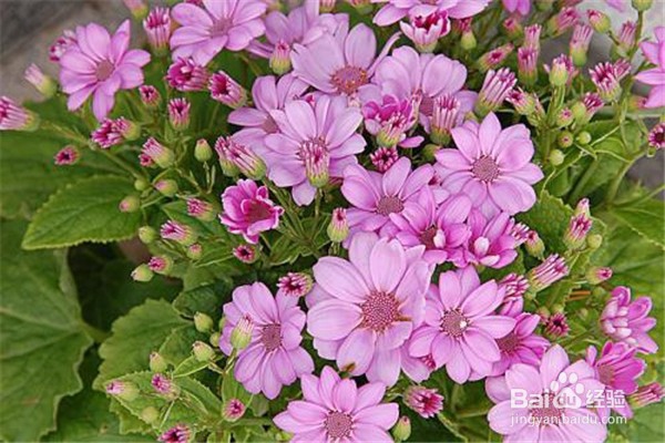 瓜叶菊怎么养比较好？