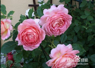 蓝妖：不可错过的经典灌木月季品种介绍