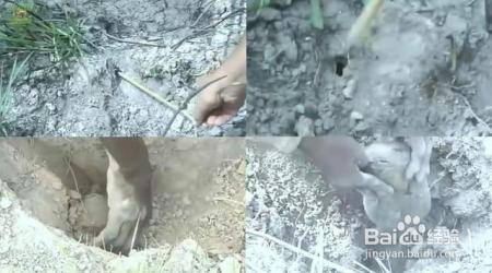 肺鱼这种不吃不喝冬眠四年的功夫，人类为什么不学一学？