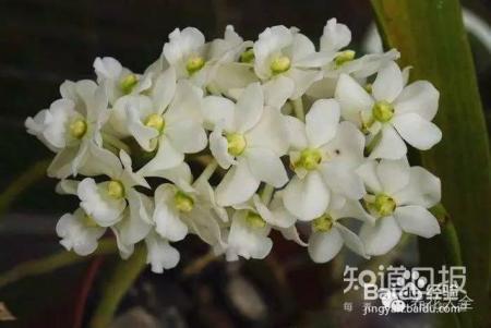 100种兰花品种图鉴，花开瞬间，艳冠群芳！