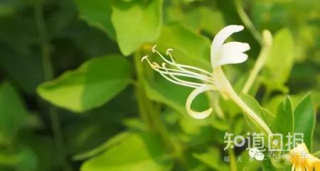 我们养的这些花农村到处都是