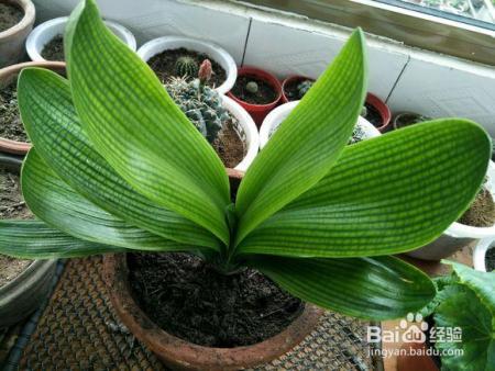 君子兰冬天就得这么养,不烂根、不黄叶,开花几十朵!