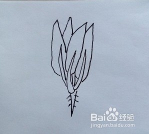 菠菜怎么画？