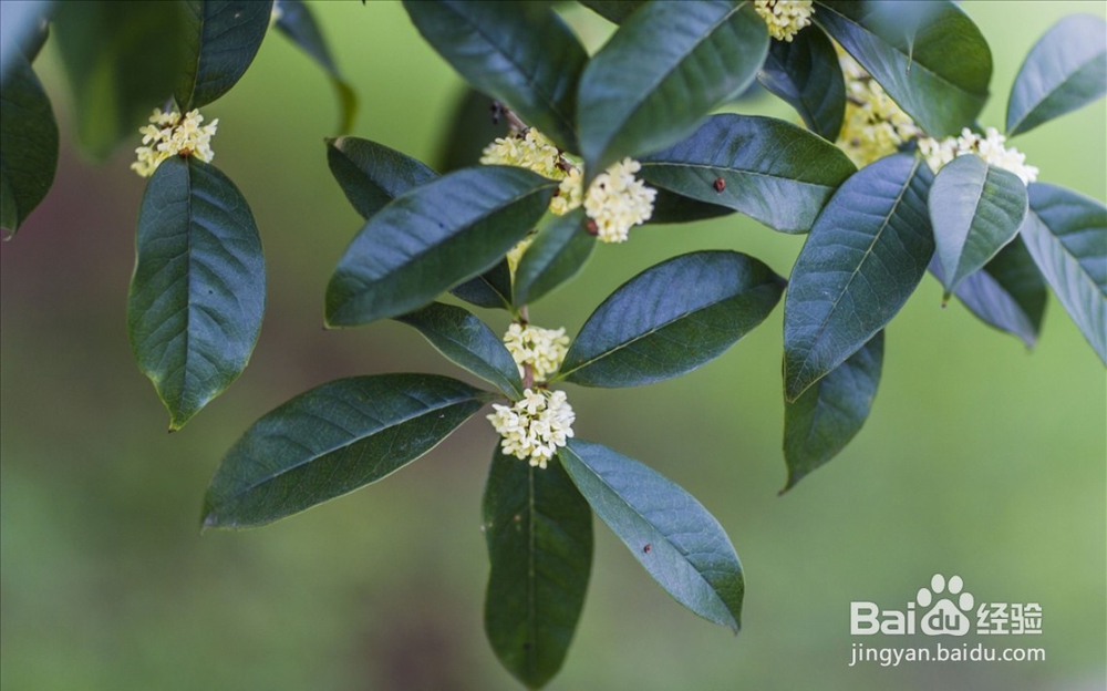 桂花的扦插繁殖