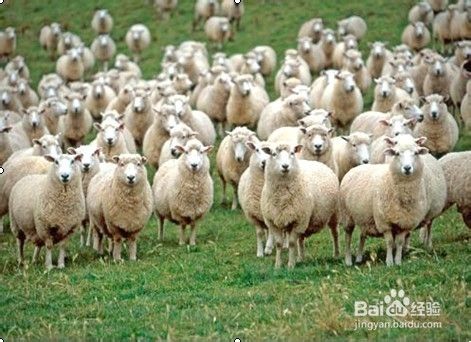 怎么区分羊毛的种类 百度经验