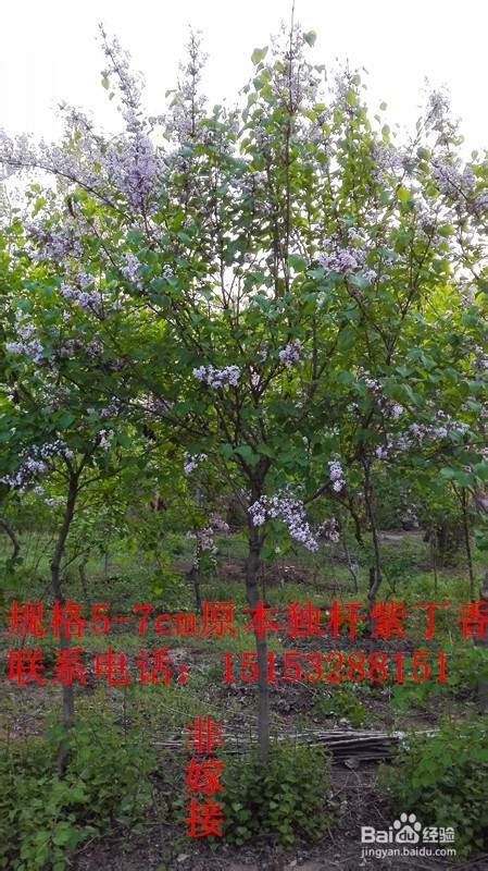 <b>原本独杆大规格紫丁香树</b>