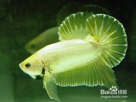 观赏鱼烂尾巴怎么处理