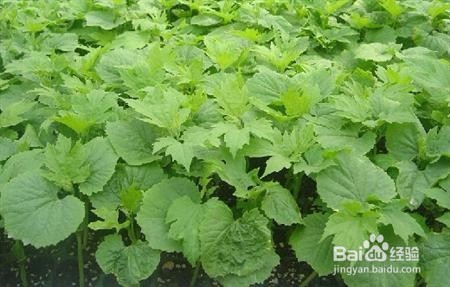 苦瓜苗如何嫁接，要注意什么？