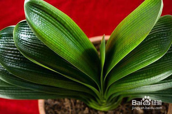 夏季盆栽烂根是什么原因