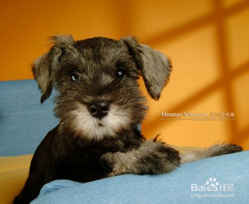 怎么训练狗狗算数 百度经验