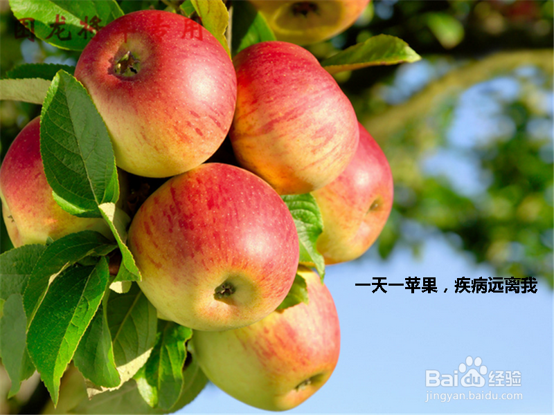 教你怎么挑选好苹果