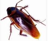 家中常见昆虫的鉴别方法