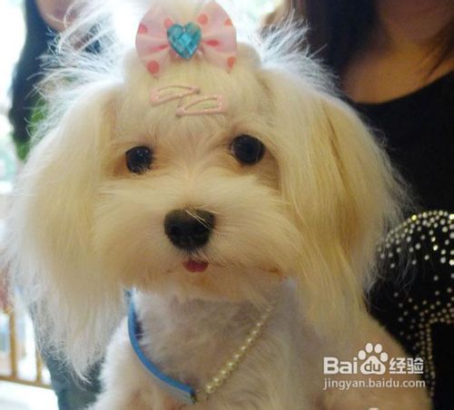 西施犬的美容护理