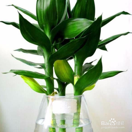 怎么水养富贵竹