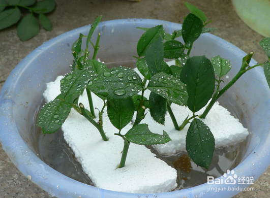 月季怎么繁殖?月季水插繁殖法