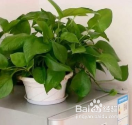 绿萝放置时应注意点什么？