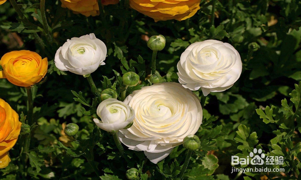 夏天哪些花不能多浇水:7种常见花介绍