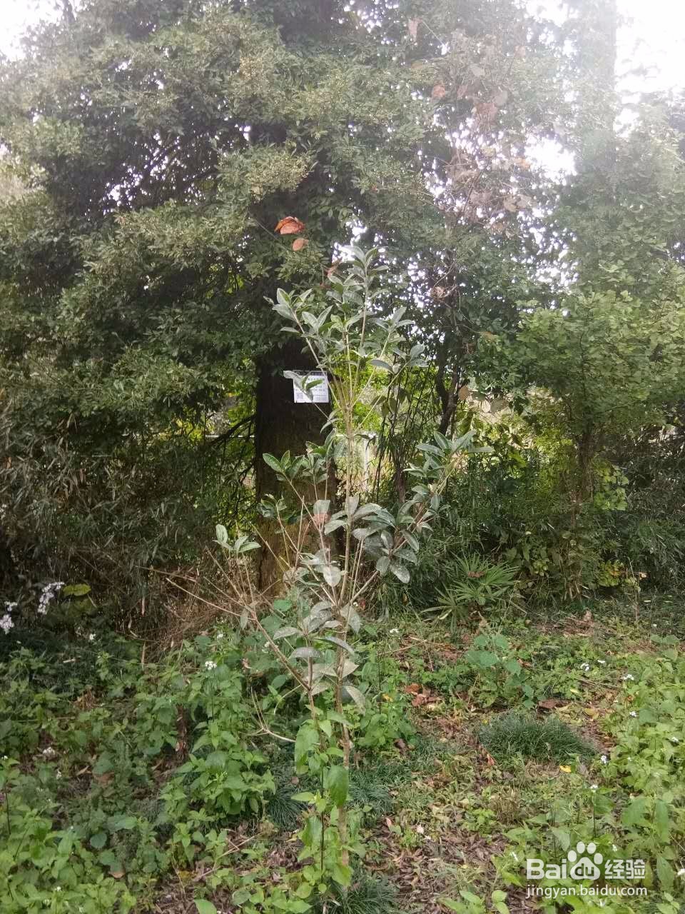 田云青老师旅游景观册编辑方法