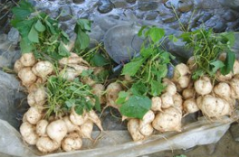 有种饭“蒸豆腐”却不是豆腐