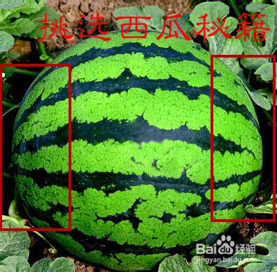 如何挑选西瓜、——挑选西瓜秘籍