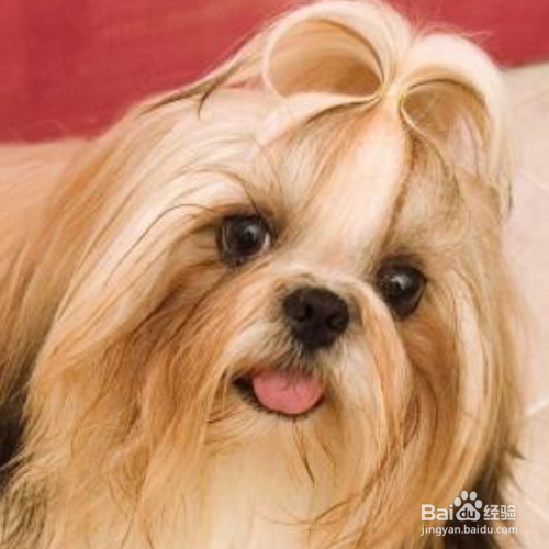 在给狗狗做美容的时候你应该注意哪些?