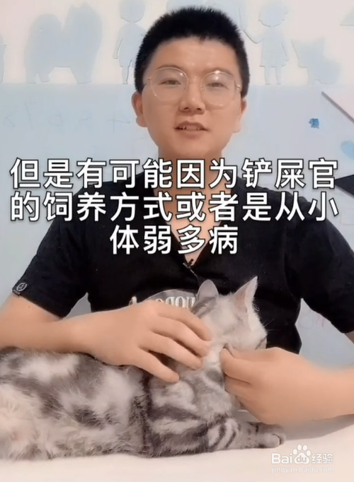 猫咪缺钙会怎样？