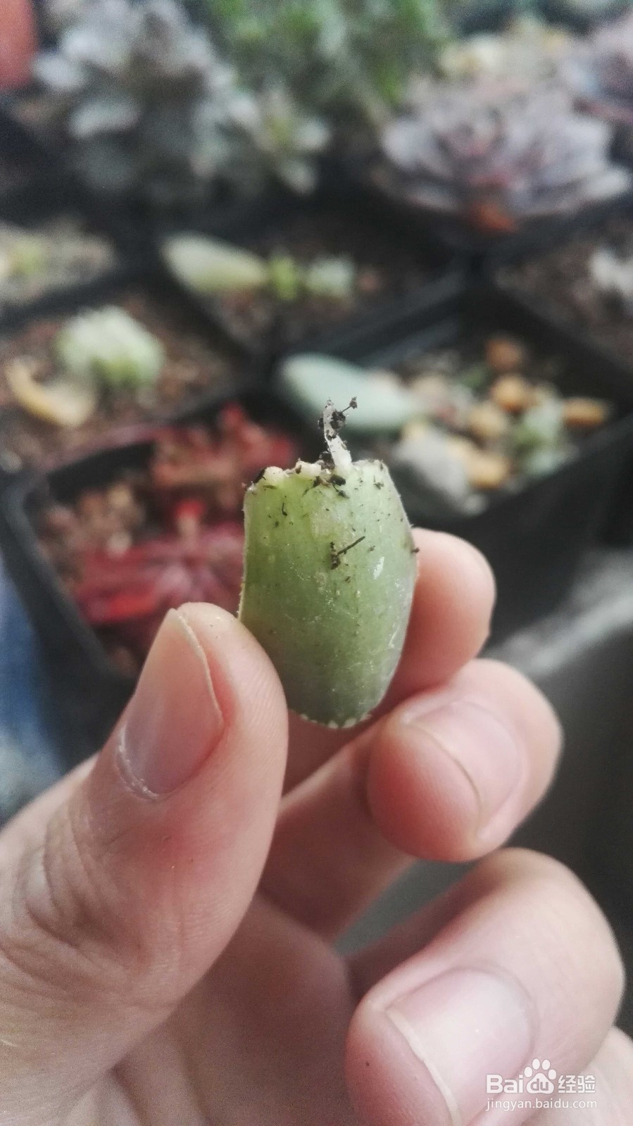 十二卷之玉露叶插