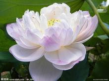 不同的时间、不同的对象该送什么样的花