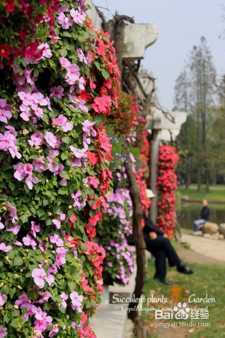 上海植物园（上）