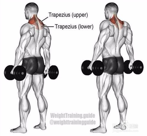 练肩怎么避免练斜方肌
